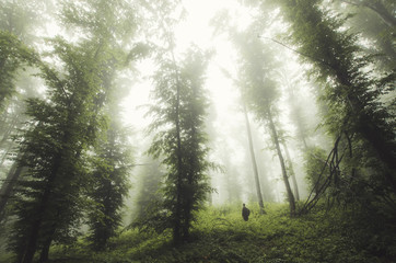 green forest with man