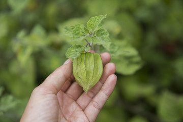 Naklejka na ściany i meble Hand holding Young green Cape gooseberry plant in the garden