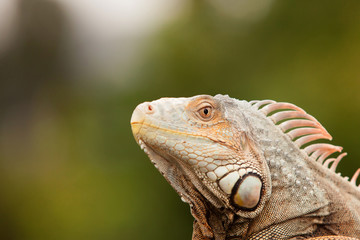 Profile of an iguana