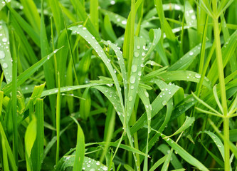 Fototapeta na wymiar Green grass with dew