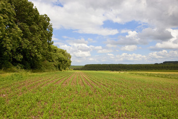 maize field in summer