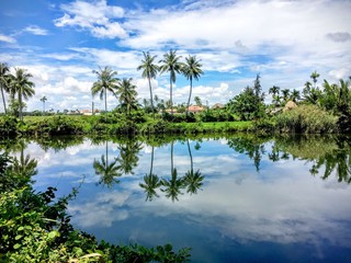Obraz premium Reflaction of coconut trees at Bon river in Hoi An