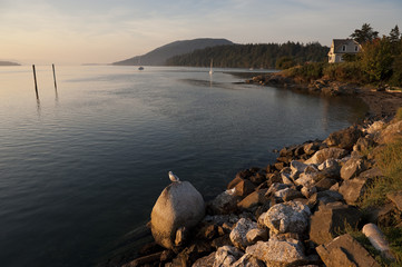 Seagulls on Lummi Island. Seagulls warm themselves during a lovely sunrise along Hales Pass on Lummi Island in the Puget Sound area of the Pacific Northwest. © LoweStock