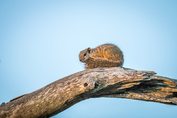 Obraz premium A tree squirrel sitting on a branch.