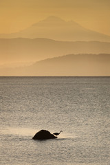 Fototapeta premium Heron and Mt. Baker. A great blue heron waits patiently for a passing fish during a lovely Pacific Northwest sunrise. Mt. Baker can be seen in the background.