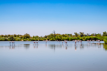 Fototapeta premium Les flamants roses de Camargue