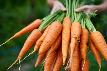 Female hands holding fresh carrots