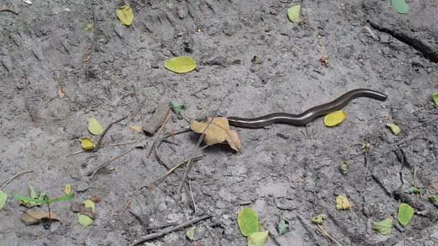 Smooth snake, Coronella austriaca in natural environment.