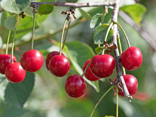 Sauerkirschen, Prunus cerasus