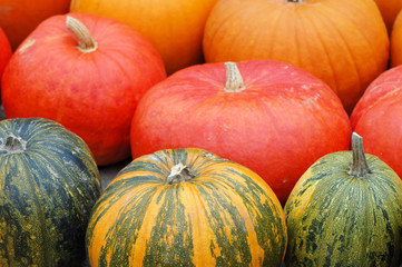different sorts of pumpkins fullframe