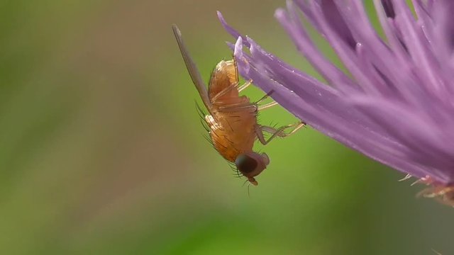 Fliege auf Flockenblume