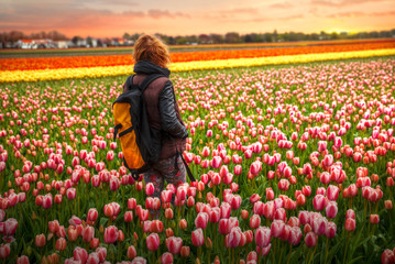 holland tulips - obrazy, fototapety, plakaty