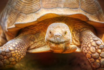 Naklejka premium Turtle