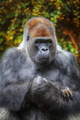 Obraz premium gorilla sitting on a rock