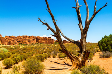 Dead Tree in Arches National Park
