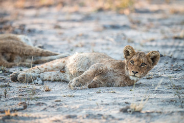 Lion cub laying in the dirt in the Sabi Sabi game reserve.