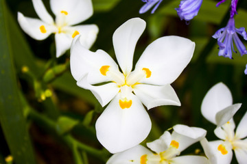Obraz na płótnie Canvas Botanische Weiße Blumen