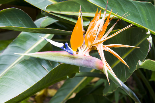 Paradiesvogel Blume 