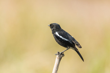 Obraz premium Pied Bush Chat