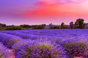 Beautiful colorful sunset over rows of lavender flowers at lavender field in Provence, France
