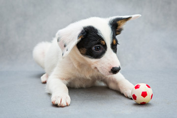 Small puppy and  soccer ball