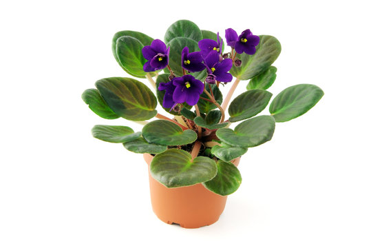African violet flower in pot on isolated white background