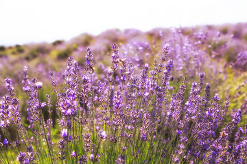 Lavender Flowers © uiliia