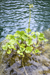 Plant Petsites in the lake