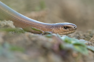 Slow Worm (Anguis Fragilis)/Close up of Slow Worm