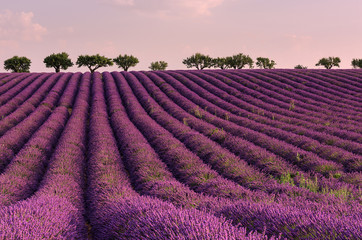 Fototapeta na wymiar Lilac sunrise at summer lavender field near Valensole, Provence, France