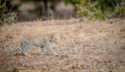 Baby Leopard walking in the grass
