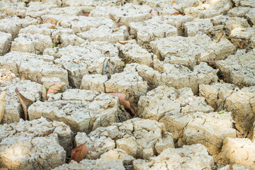 Close up of Dry cracked earth texture and dry leaf