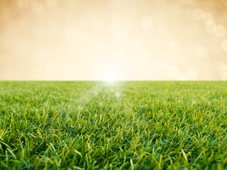 Fototapeta na wymiar green grass on gold background