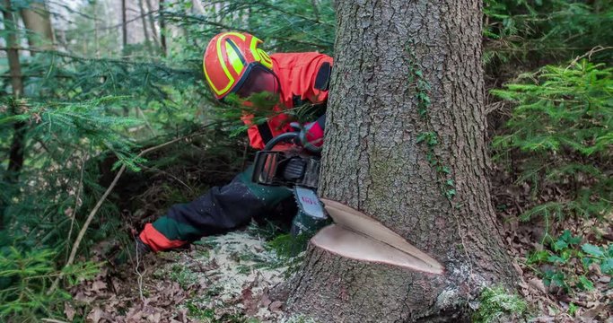 A young forestman is working in the woods. He is cutting down a tree with a chainsaw. A smaller piece of wood has already been cut out of the tree's trunk.
