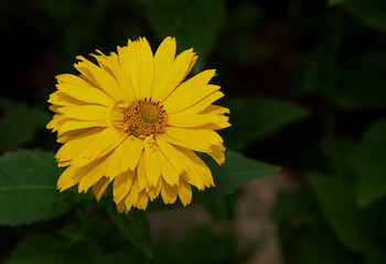 Yellow rudbeckia flower (Herbaceous), flat view