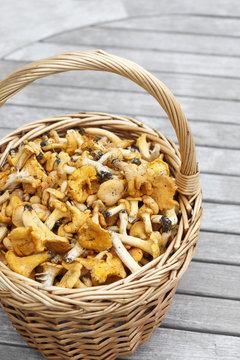 Sweden, Bohuslan, Trug full of chanterelle, high angle view