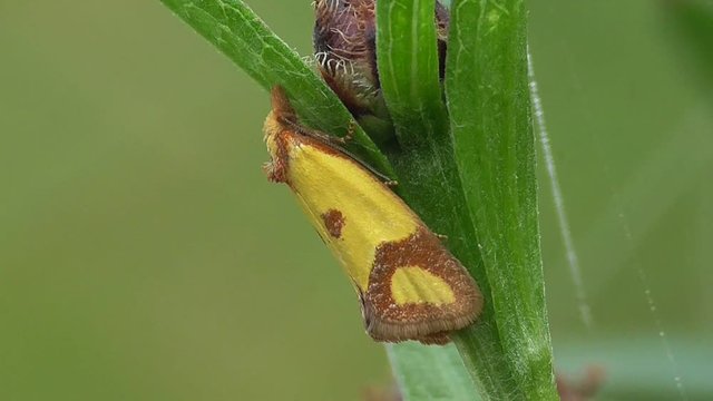 Kuckucks-Lichtnelke