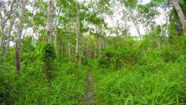 Abstract, timelapse video of a high speed walk along a trail through a hevea plantation, culminating in a final leap into the sky. Video 4k