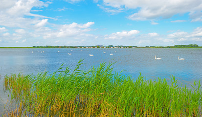 Swans swimming along the shore of a lake