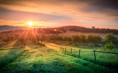 Sunrise over olive field