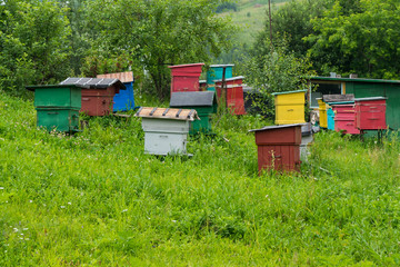 Apiary with colorful houses