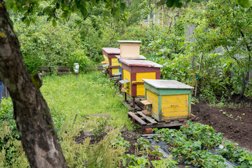 Beehives at a small private apiary garden. Experimental apiary with different colorfull hives