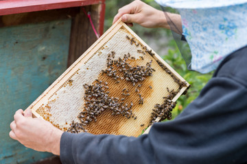 Close-up of a beekeeper's hands who is inspecting pulled frame from a beehive at a private apiary.