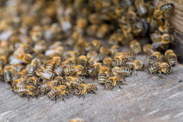 Close up macro shot of working bees in front of a beehive