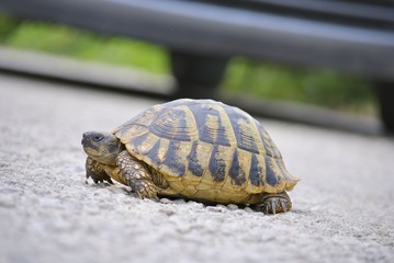 Turtle on a asphalt road with blur vehicle tire background.