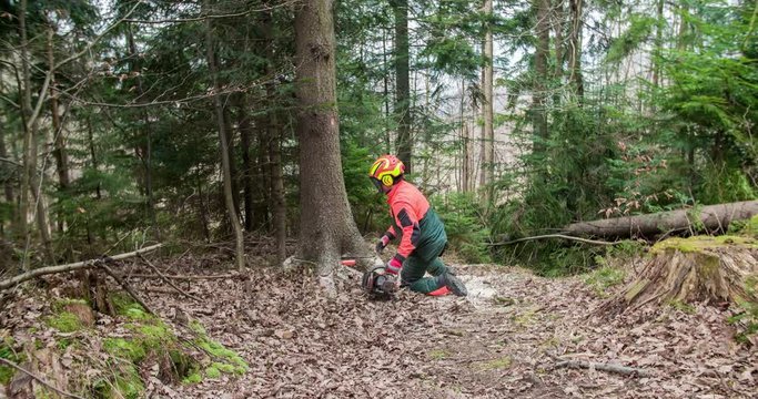 A young man is using an axe and a chainsaw to cut down a tree in the forest. He is then looking up to the treetop if it is already shaking. Wide-angle shot.
