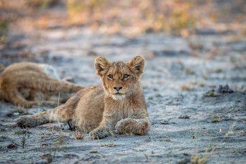 Lion cub laying in the dirt in the Sabi Sabi game reserve.