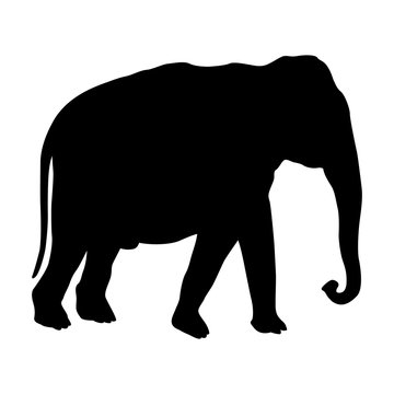 adult male elephant black silhouette