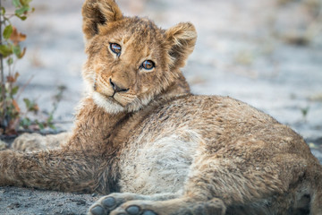 Lion cub laying in the dirt in the Sabi Sabi game reserve.