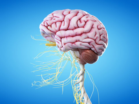 3d rendered illustration of the human brain and head nerves